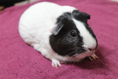Black And White Guinea Pigs